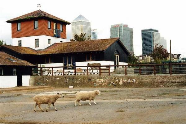 Virginia Nimarkoh Surrey Docks Farm London SE16 No 2 2005