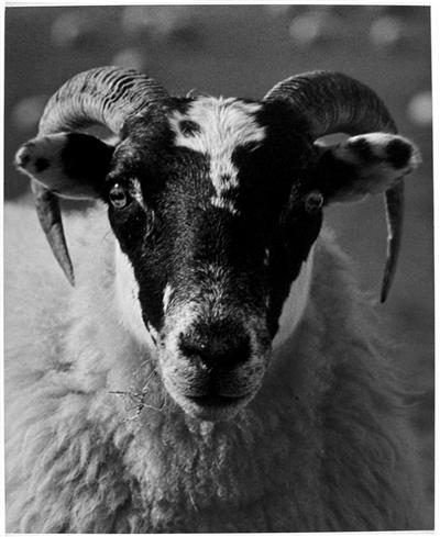 Michle lazenby sheep 2 from faces f 134238