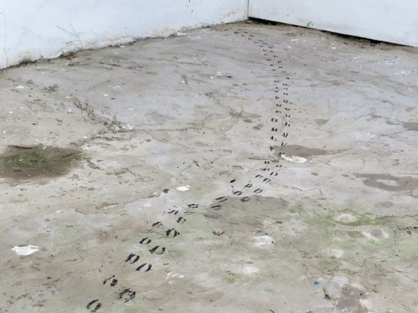 Concrete floor and sheep track 1716969665