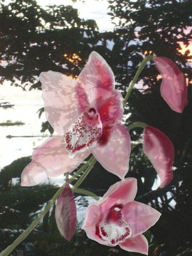 Kim valdez orchidamazon i 144027