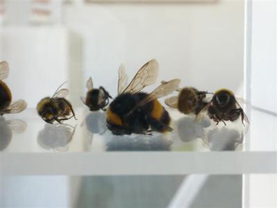Rebecca chesney dead bees 121650
