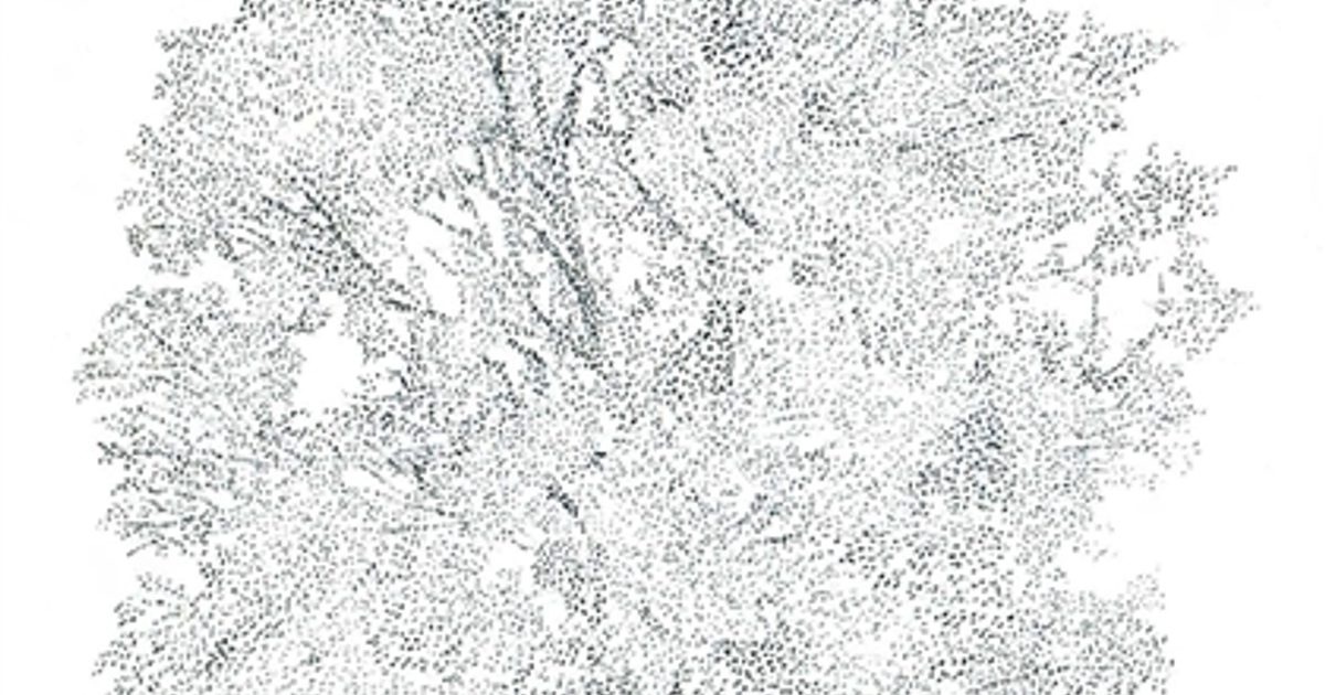 Tree Axis Axis | Species of Trees