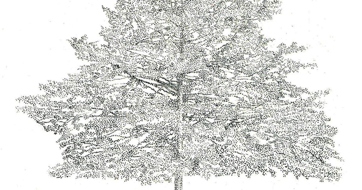 Tree Axis Axis | Species of Trees