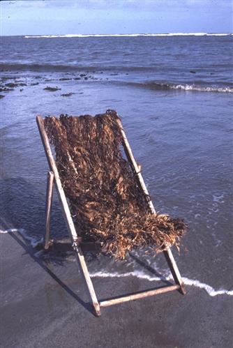 Susan waters kelp deckchair 141590