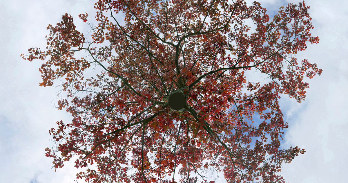 Meteor Tree Axis | METEOR II