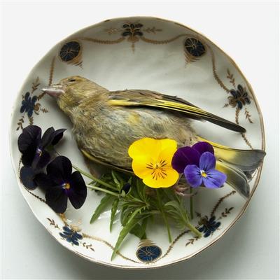 Caroline munn yellow bird 1 157455