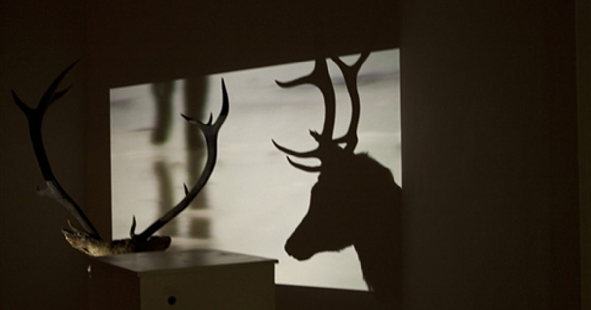 Deborah Rsa Axis | F1:1 Red deer (rsa show)