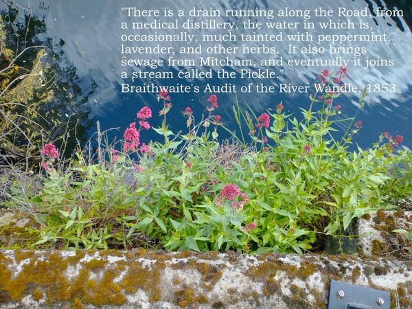 Red valerian wandle 1748018382